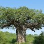 Adansonia digitata (Baobab) Tree 10 Seeds