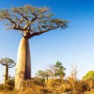 Adansonia Digitata Baobab Tree Excellent Bonsai 4 Seeds