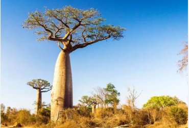 Adansonia Digitata Baobab Tree Excellent Bonsai 4 Seeds