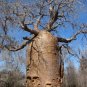 Adansonia Digitata Baobab Tree Excellent Bonsai 4 Seeds