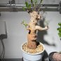 Adansonia Digitata Baobab Tree Excellent Bonsai 4 Seeds