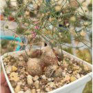Schizobasis intricata Fresh 20 Seeds