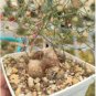 Schizobasis intricata Fresh 20 Seeds