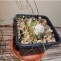 Schizobasis intricata Fresh 20 Seeds