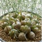 Schizobasis intricata Fresh 20 Seeds