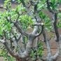 OTHONNA arbuscula Fresh 10 Seeds