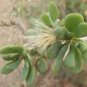 OTHONNA arbuscula Fresh 10 Seeds