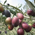 Olea europaea Fresh 4 Seeds