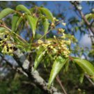Commiphora harveyi Fresh 10 Seeds