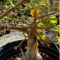 Commiphora harveyi Fresh 10 Seeds