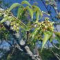 Commiphora harveyi Fresh 10 Seeds