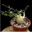 Commiphora edulis Fresh 10 Seeds