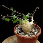 Commiphora edulis Fresh 10 Seeds