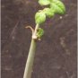 Commiphora edulis Fresh 10 Seeds