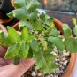 Commiphora edulis Fresh 10 Seeds