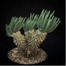 Tylecodon cacalioides Fresh 20 Seeds
