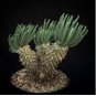 Tylecodon cacalioides Fresh 20 Seeds