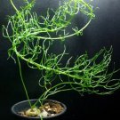 B0WIEA volubilis Fresh 20 Seeds