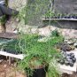 B0WIEA volubilis Fresh 20 Seeds