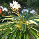 pachypodium lamerei Fresh 20 Seeds