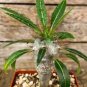pachypodium lamerei Fresh 20 Seeds