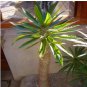 pachypodium lamerei Fresh 20 Seeds