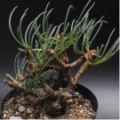 Othonna protecta Fresh 20 Seeds