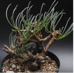 Othonna protecta Fresh 20 Seeds