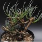 Othonna protecta Fresh 20 Seeds