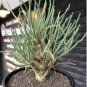 Othonna protecta Fresh 20 Seeds