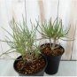 Othonna protecta Fresh 20 Seeds