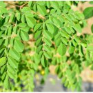 Moringa oleifera Fresh 20 Seeds