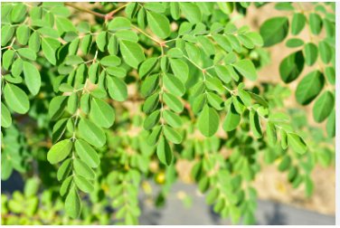 Moringa oleifera Fresh 20 Seeds