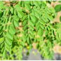 Moringa oleifera Fresh 20 Seeds