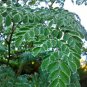 Moringa oleifera Fresh 20 Seeds
