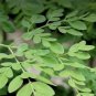 Moringa oleifera Fresh 20 Seeds