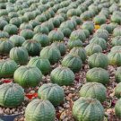 EUPHORBIA obesa Fresh 10 Seeds