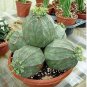 EUPHORBIA obesa Fresh 10 Seeds