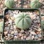 EUPHORBIA obesa Fresh 10 Seeds