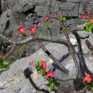 Pachypodium baronii Fresh 10 Seeds