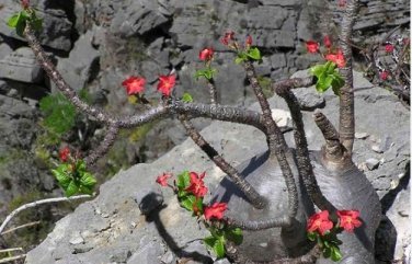 Pachypodium baronii Fresh 10 Seeds
