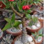 Pachypodium baronii Fresh 10 Seeds