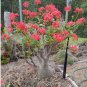 Pachypodium baronii Fresh 10 Seeds