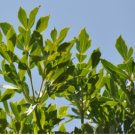 Cussonia sphaerocephala Fresh 20 Seeds