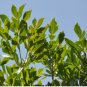 Cussonia sphaerocephala Fresh 20 Seeds