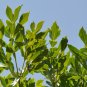 Cussonia sphaerocephala Fresh 20 Seeds
