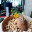 TALINUM caffra Fresh 20 Seeds
