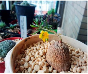 TALINUM caffra Fresh 20 Seeds