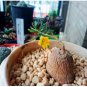 TALINUM caffra Fresh 20 Seeds