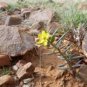 TALINUM caffra Fresh 20 Seeds